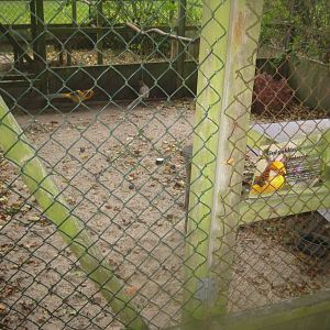 Otterup Andedam - Pheasant aviary #4