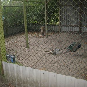 Otterup Andedam - Peafowl aviary