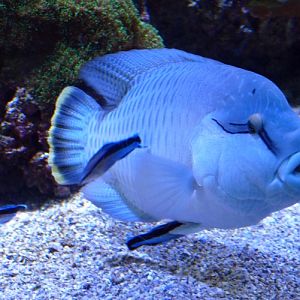 Cleaning Station (Sevilla aquarium)