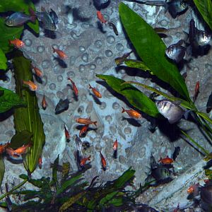 Tetra freenzy (Sevilla aquarium)