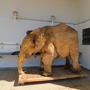Elephant taxidermy - Museum of PUC Minas - Brazil