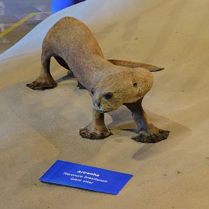 Giant otter taxidermy - Museum of PUC Minas - Brazil