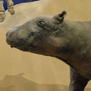Baby hippo taxidermy - Museum of PUC Minas - Brazil