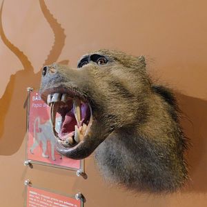 Baboon's head taxidermy - Museum of PUC Minas - Brazil