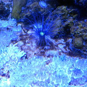 Cnidarian interaction (Sevilla aquarium)