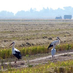 My first wild spoonbill