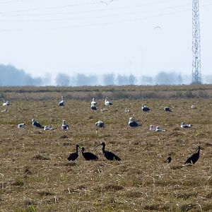Glossy ibises and lesser black-backed gulls