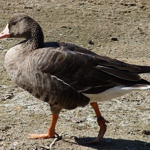 Greater white-fronted goose (Anser albifrons)