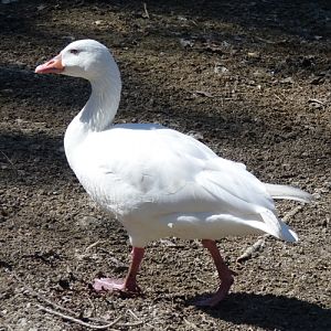 Snow goose (Anser caerulescens)