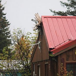 Evidence of the recent existence of the Unicorn?