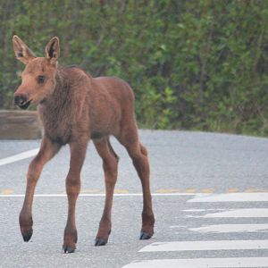 Moose Calf.  Alaska.