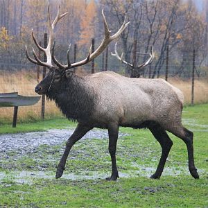 Elk.