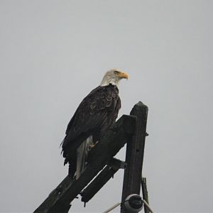 Bald Eagle.  Alaska.