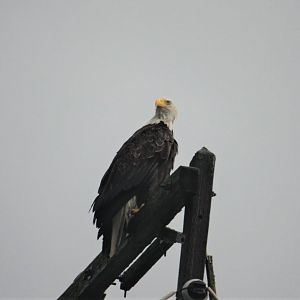 Bald Eagle.  Alaska.