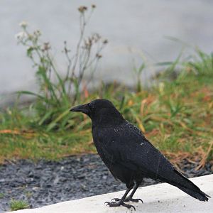 Northwestern (American) Crow.  Alaska.