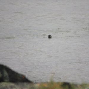 Pacific Harbor Seal.  Alaska.
