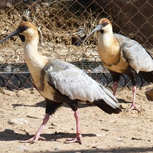 Black-faced ibises (Theristicus melanopis)