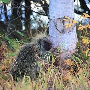 North American Porcupine.  Alaska.