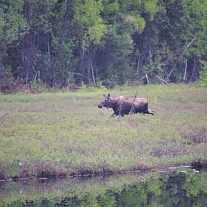 Moose. Alaska.