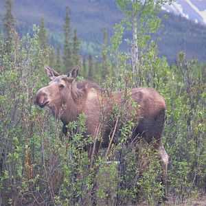 Moose.  Alaska.