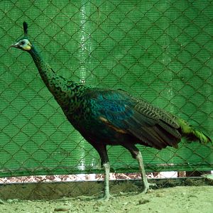 Green peafowl (Pavo muticus)