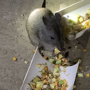 Long Nosed Potoroo