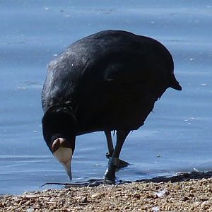 Red-knobbed coot (Fulica cristata)