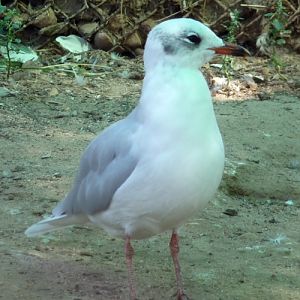 Black-headed or Mediterranean gull??