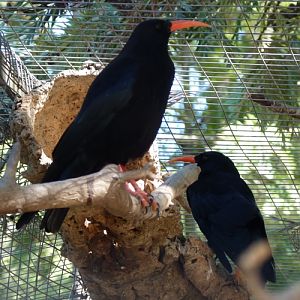 Red-billed choughs (Pyrrhocorax pyrrhocorax)
