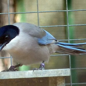 Iberian azure-winged magpie (Cyanopica cooki)
