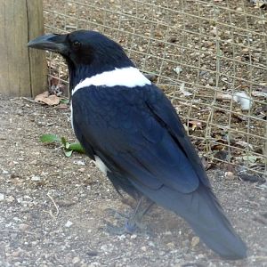 Pied crow (Corvus albus)