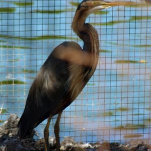 Purple heron (Ardea purpurea)
