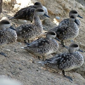 Marbled teals (Marmaronetta angustirostris)