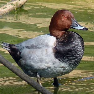 Common pochard (Aythya ferina)