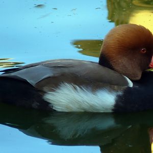 Red-crested pochard (Netta rufina)