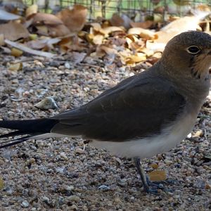 Collared pratincole (Glareola pratincola)