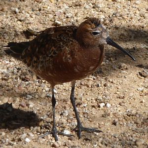 Curlew sandpiper (Calidris ferruginea)