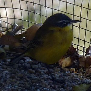 Yellow wagtail (Motacilla flava)
