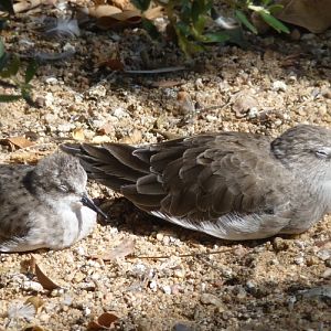 Little stint (Calidris minuta) and Curlew sandpiper (Calidris ferruginea)