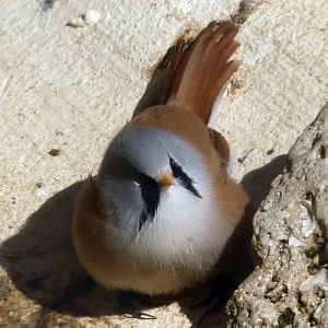 Bearded reedling (Panurus biarmicus)