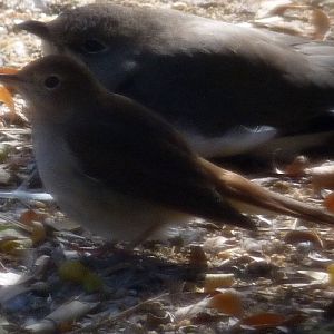 Common nightingale (Luscinia megarhynchos) (and pratincole)