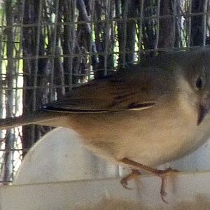 Whitethroat (Sylvia communis)