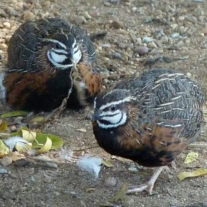 Harlequin quails (Coturnix delegorguei)