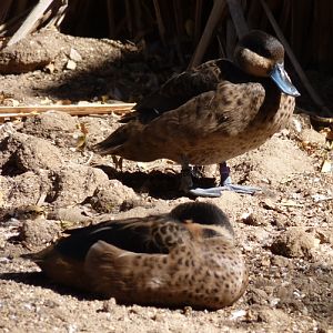 Hottentot teals (Anas hottentota)