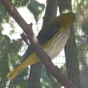 Eurasian golden oriole (Oriolus oriolus)