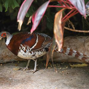 Elliot's pheasant