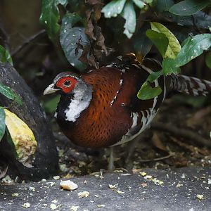 Elliot's pheasant