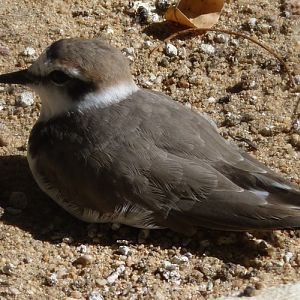Kentish plover (Charadrius alexandrinus)