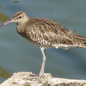 Whimbrel (Numenius phaeopus)