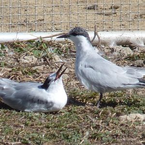 Begging whiskered tern (Chlidonias hybridus)